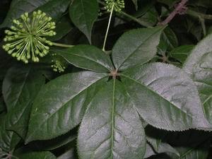 Cheap Siberian Ginseng Extract, Eleutherosides(B＋E) 0.8% 1.2%, Antifatigue, Enhancing Immunity, Shannxi Yongyuan Bio-Tech for sale