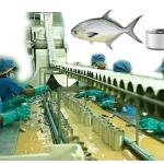 High Capacity Canned Sardines Making Machine With Automatic Grade Automatic