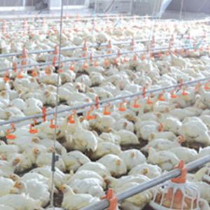 China Automatic Poultry Feeder For Broiler on sale