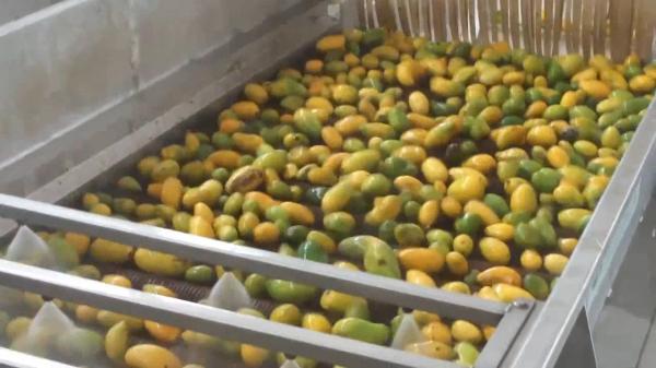 Cheap High Effective Small Scale Mango Processing Plant  High Extracting Rate for sale