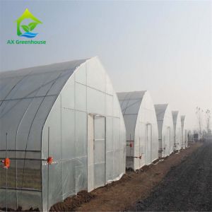 Best OEM Aluminium Double Layer Poly Tunnel Greenhouse Onion Farming wholesale