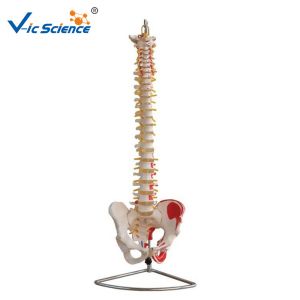 Best Life Size 9kgs 80x32x39cm Anatomical Skeleton Model wholesale
