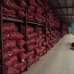 2016 China Onion For Export New Crop Fresh Red Onion Organic Onion
