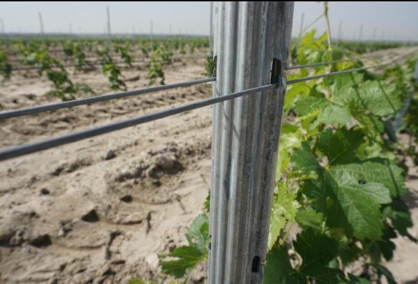 Cheap Waterproof Metal Vineyard Trellis Posts Strongest Design Easily Assembled for sale