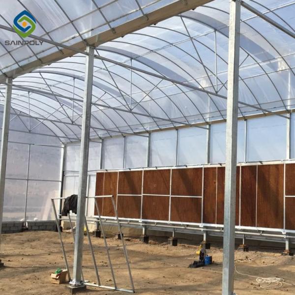 33ft Pe Elasticity Elliptical Plastic Film Greenhouse