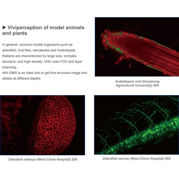 Opto Edu A64.0960 Laser Confocal Scanning Microscope Full Auto Motorized