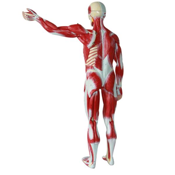 ODM Muscle Anatomical Skeleton Model Environmentally Friendly