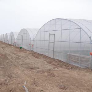 Best Mini Greenhouse Galvanized Garden Greenhouses for Commercial Vegetable Growing wholesale