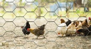 China Weaving Hexagonal Wire Netting Hot Dip Galvanized Poultry Netting Fence on sale