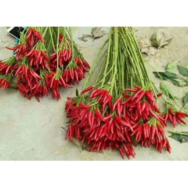 BRC Certificate Dried Red Chilli Peppers 10000-90000shu Pungent Flavor