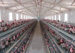 China Smooth Surface Livestock Farming Equipment For Automated Egg Collection on sale