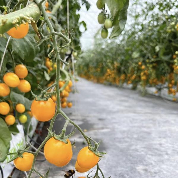 Cheap Ju Xiang Glass Greenhouse with Type Roof Shipping Cost and Estimated Delivery Time for sale