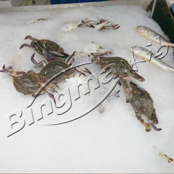 Hot Sales Products Freshwater Flake Ice Making Machine and transparent