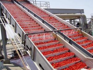 Best Turnkey Solution Vegetable Processing Line Safety For Industrial Usage wholesale
