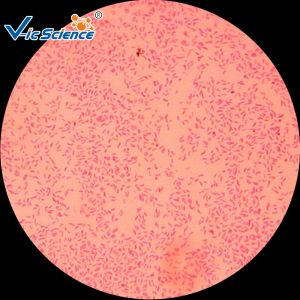 Best Commercial Custom Microscope Slides 25pcs VIC29 Thin Glass Slides wholesale