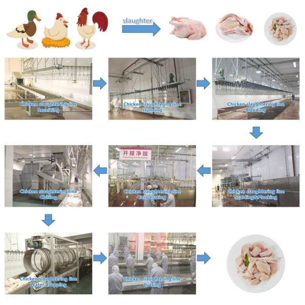Halal Labor-Saving Small Chicken Slaughtering System Less Workers Needed with Ce Certification Suit for Small Slaughterhouse