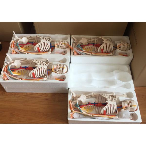 Disarticulated Medical Teaching 85cm Skeleton Anatomy Model Full Size