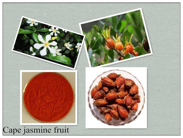 Cheap Fructus Gardeniae,Cape jasmine fruit,Gardenia jasminoides Ellis,Zhizi for sale