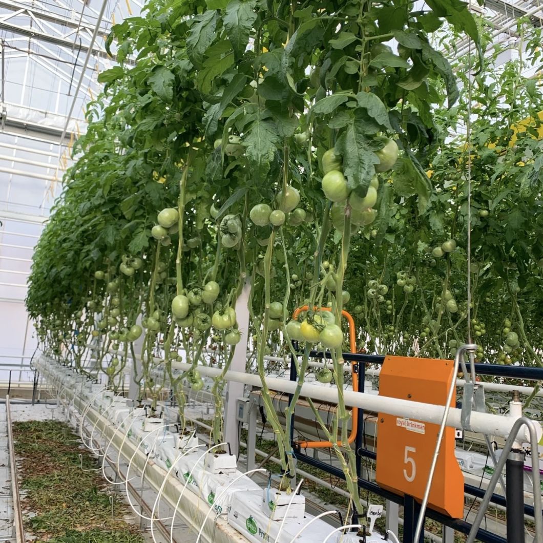 Trademarked Ju Xiang Glass Greenhouse