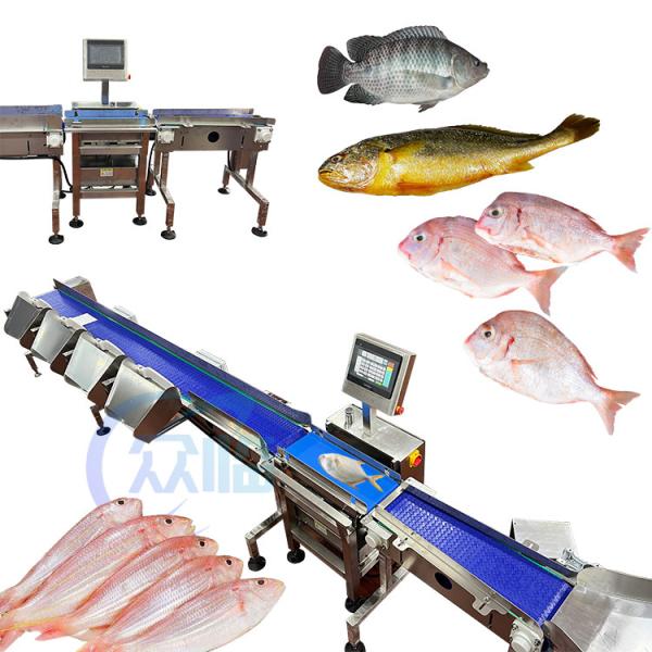 Cheap Computer Control Fish Grading Machine Fish Sizing Machine For Tilapia Basa Catfish Sorting for sale