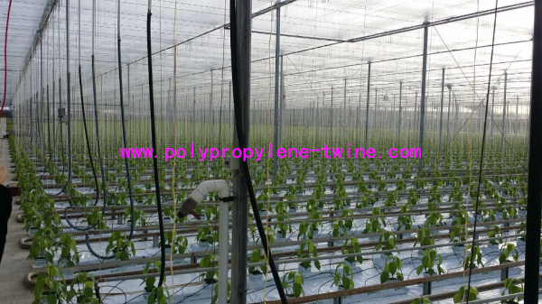 1.67g/m Industrial Split Film Poly Baler Twine Raw White Color For Tomato Tree