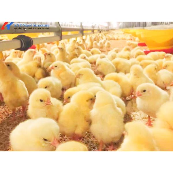 Steel Structure Poultry House Broiler Shed with Automatic Equipment