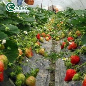 Best Film Cover Double Layer Hydroponics Grow Kit System for Greenhouse wholesale