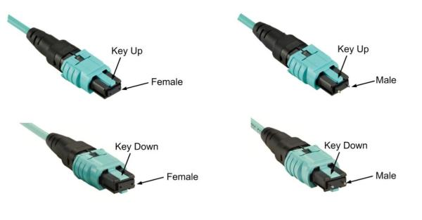 Cheap OM3/OM4 MPO Connector Patch Cord 12 Fiber MPO Trunk Cable 8/12/24F MTP MPO Cable for sale