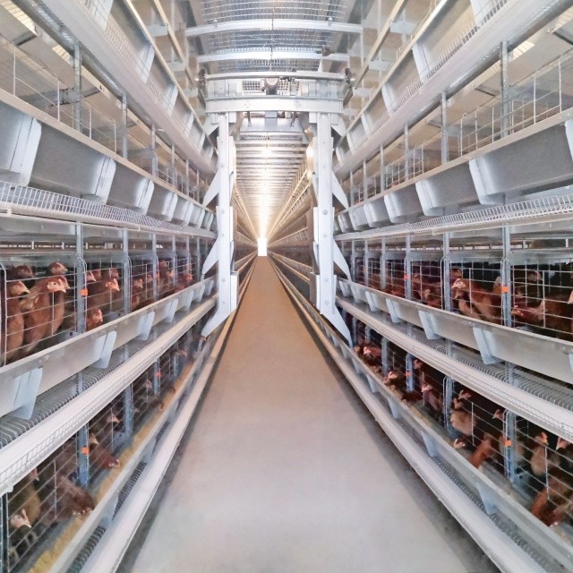 Automatic Egg Laying Chicken Cages Hot Galvanized With Battery Cage Farming Equipment And Egg Collection Disinfection