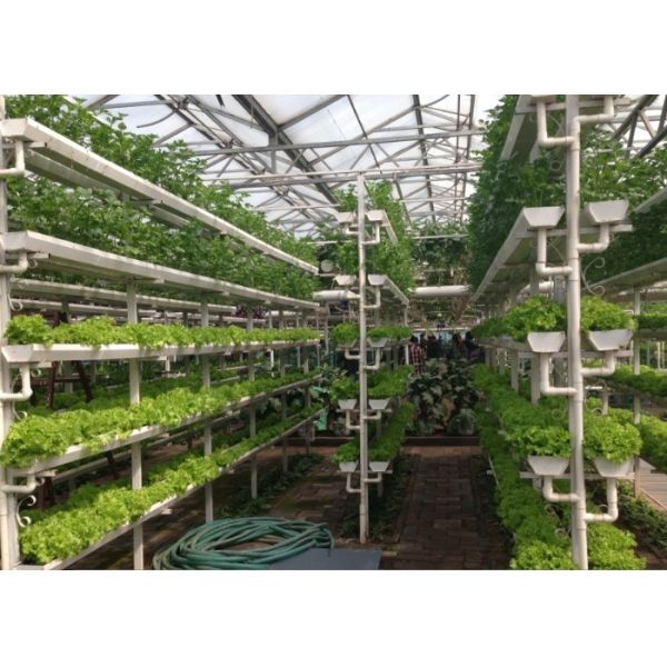 Water Production Agricultural Greenhouse Manufacturer Growing Hydroponic System Rooling Bench System