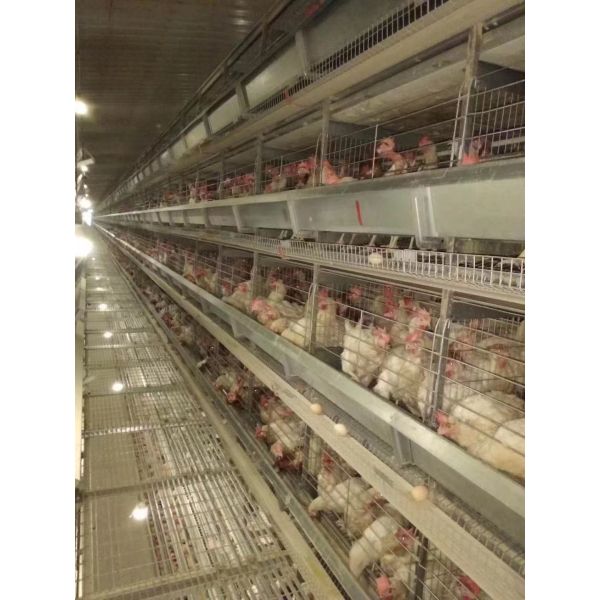 Galvanized Automatic H Type Layer Chicken Cage Convenient Management