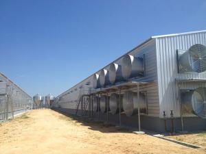 China Automatic Steel Structure Poultry Farm Shed Design Modern Chicken House on sale