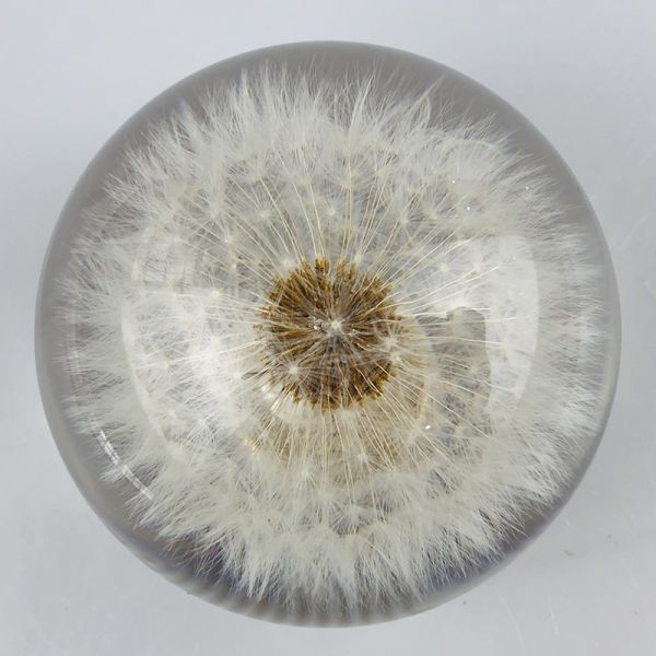 Gear shift knob with real dandelion inside