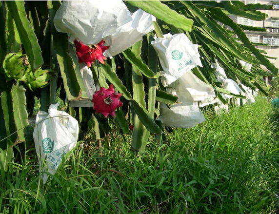 Dragon fruit protective paper bag with different size factory price