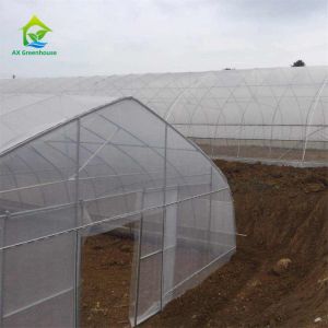 Best Serre Gothique 240m2 Poly Tunnel Greenhouse Economical Gothic Arch Greenhouse wholesale
