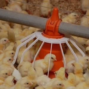 China Closed House Chicken 20T Poultry Farm Equipment on sale