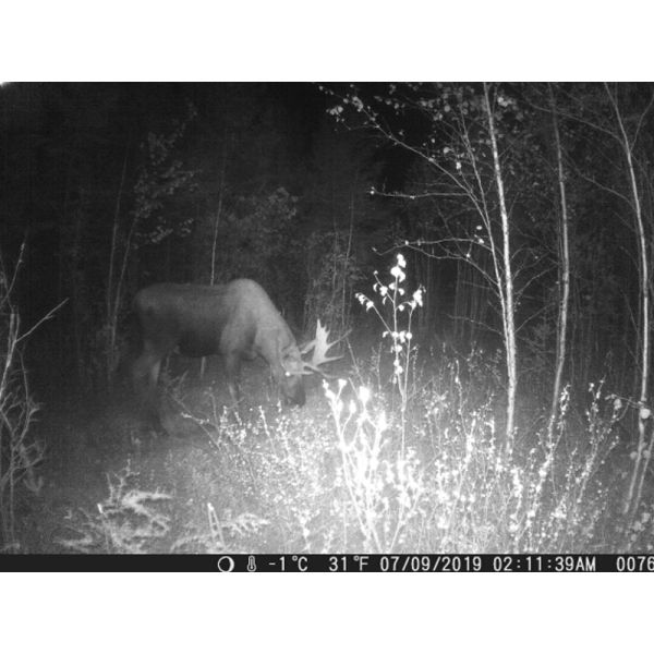 Wildlife Trigger Night Vision Trail Camera 2.0 Inch TFT Display