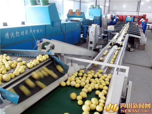 Cheap Easy Operation Lemon Juice Processing Line Machinery In Silver Color CFM-FD-200 for sale