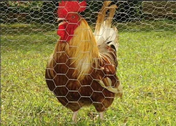 Cheap 3/4 Inch Chicken Coop Hexagonal Wire Mesh Galvanized Roll for sale
