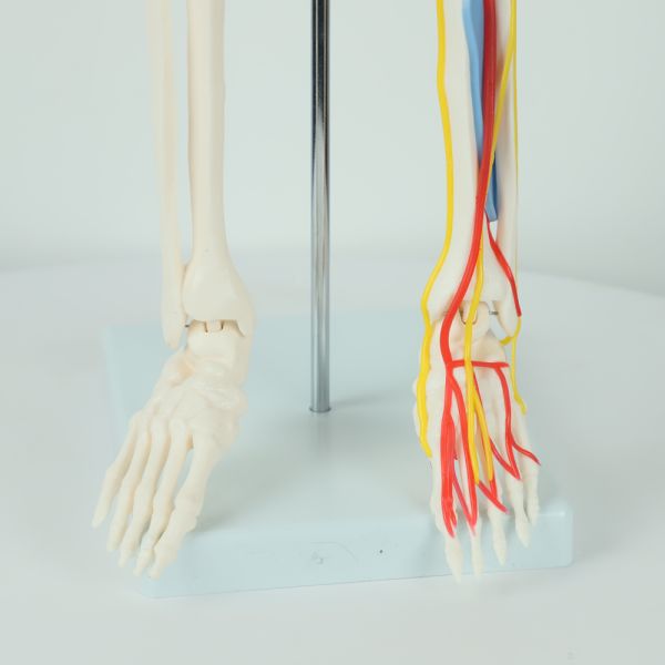 Teaching Model with Chromatic Vessels Nerves Skeleton Model with Stand Anatomy 85 cm Human Skeleton Model